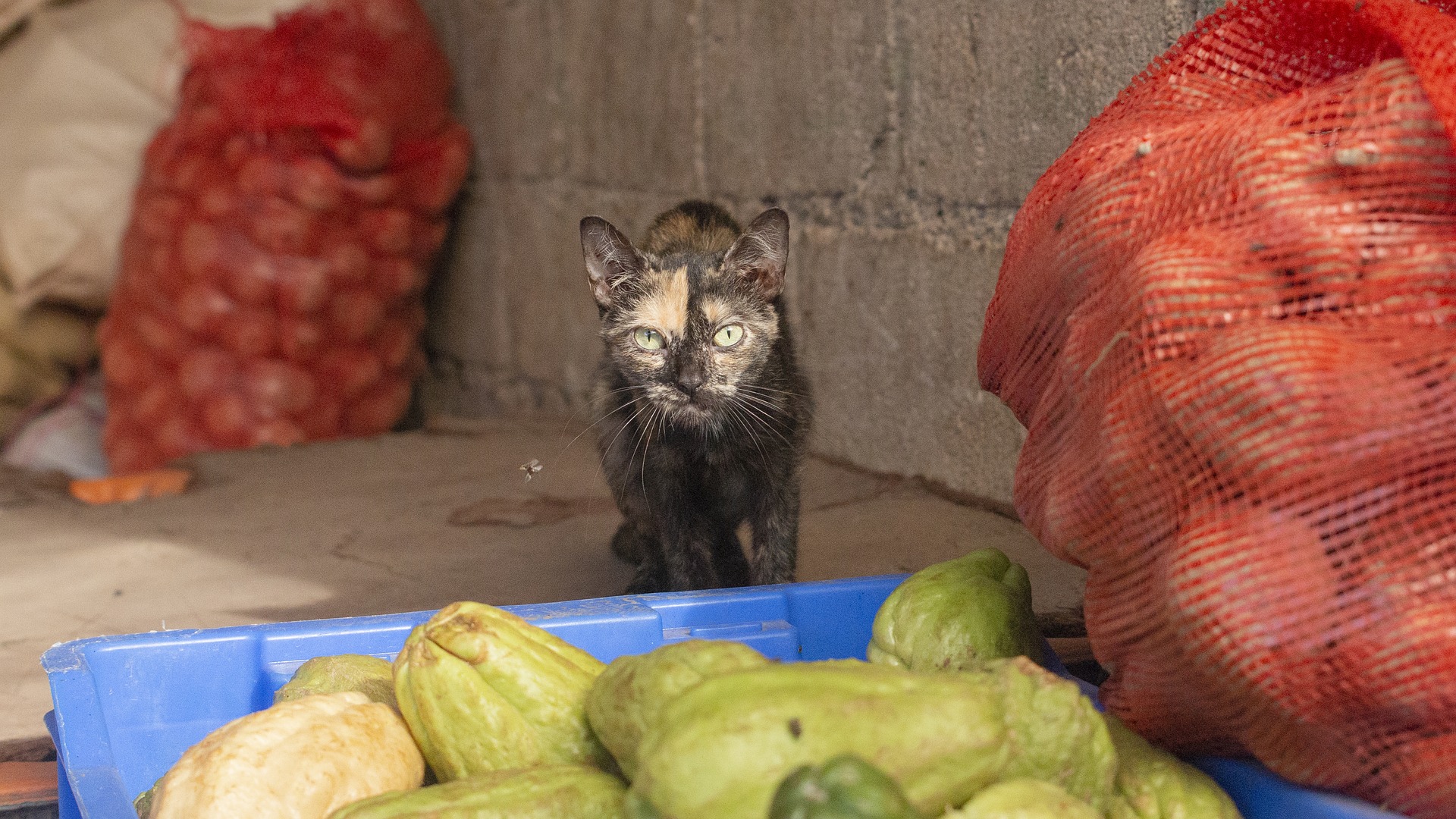 10 groenten en fruit die veilig en gezond zijn voor uw kat