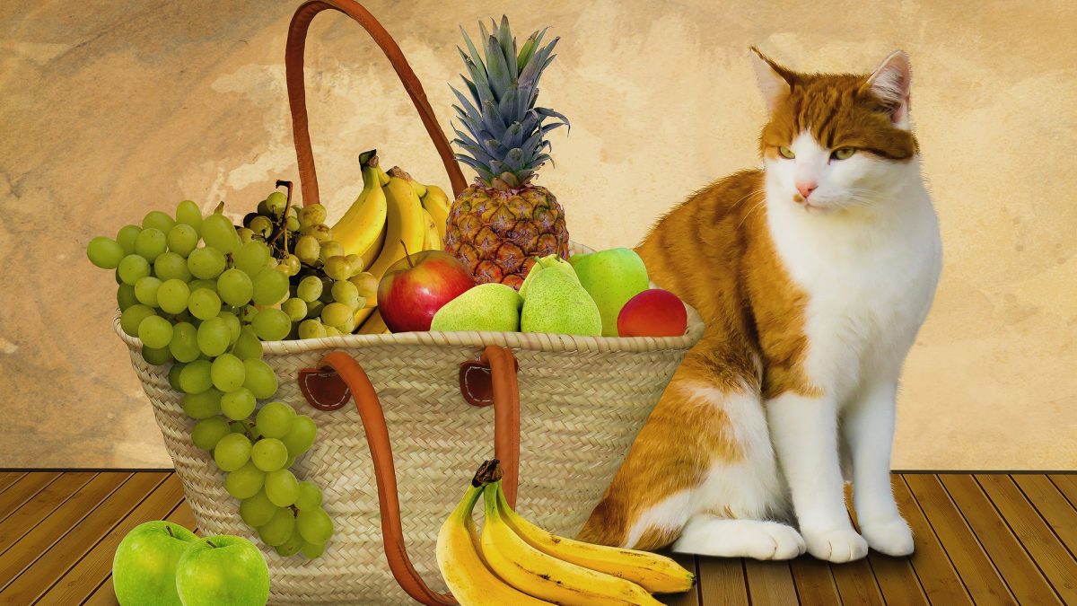 10 groenten en fruit die veilig en gezond zijn voor uw kat