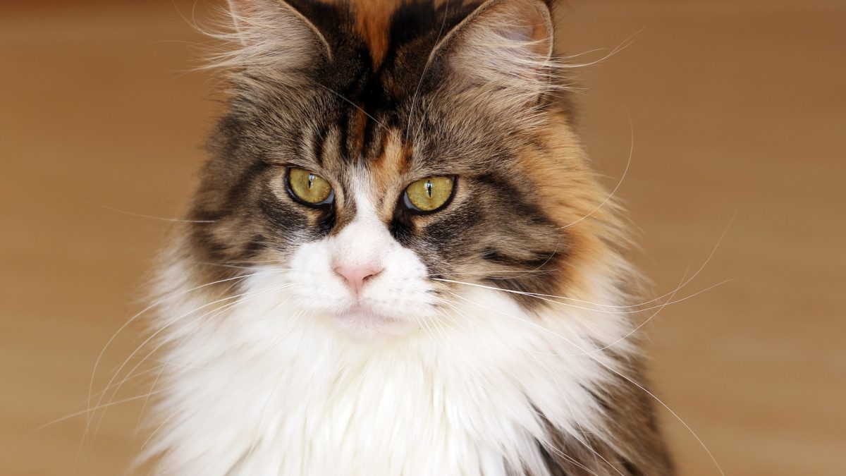 Maine Coons versus normale katten