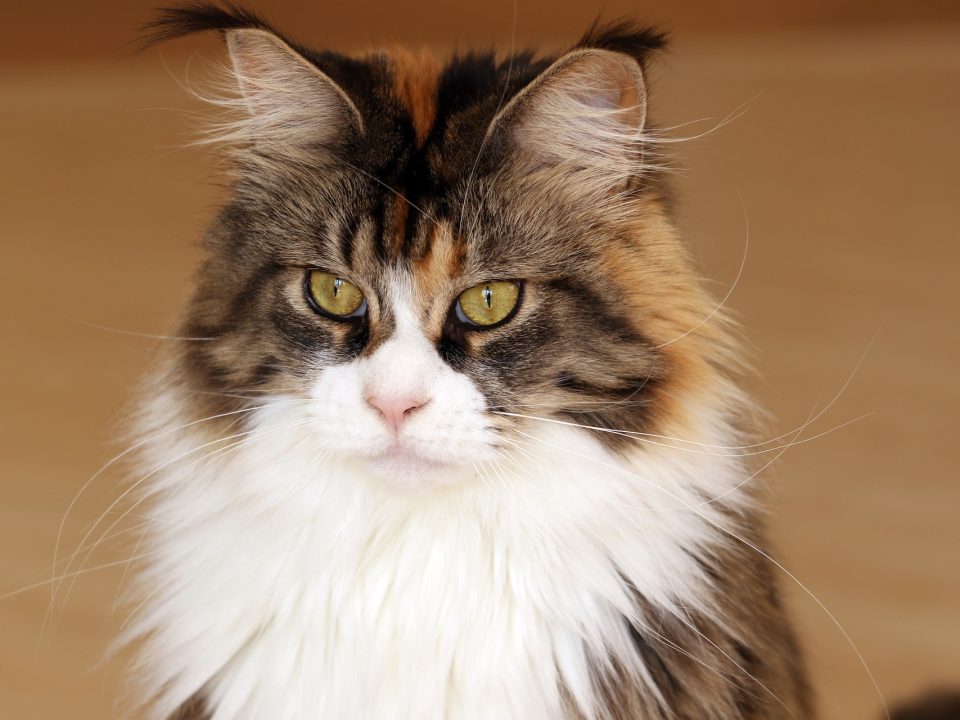 Maine Coons versus normale katten