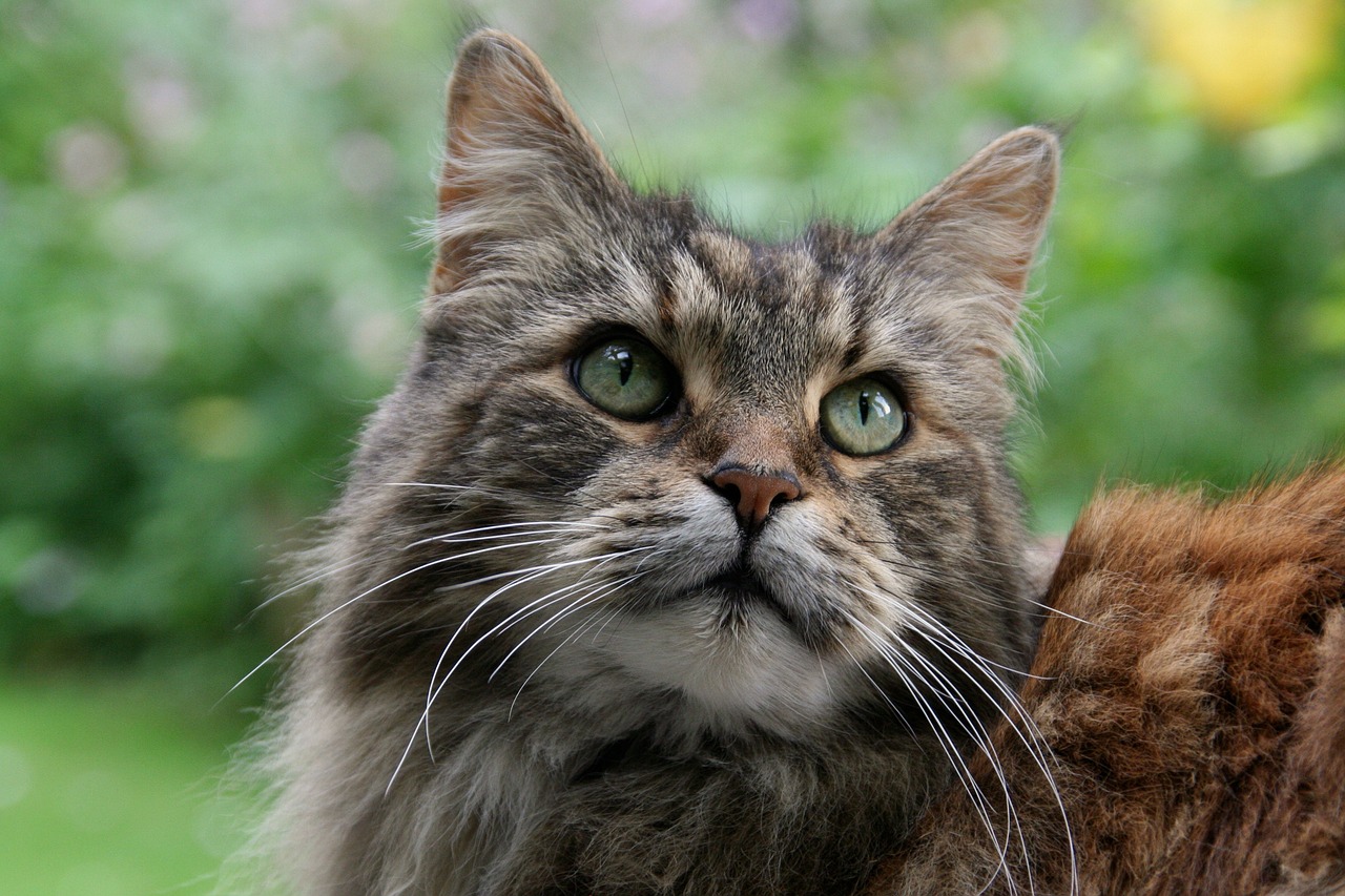 Maine Coons versus normale katten