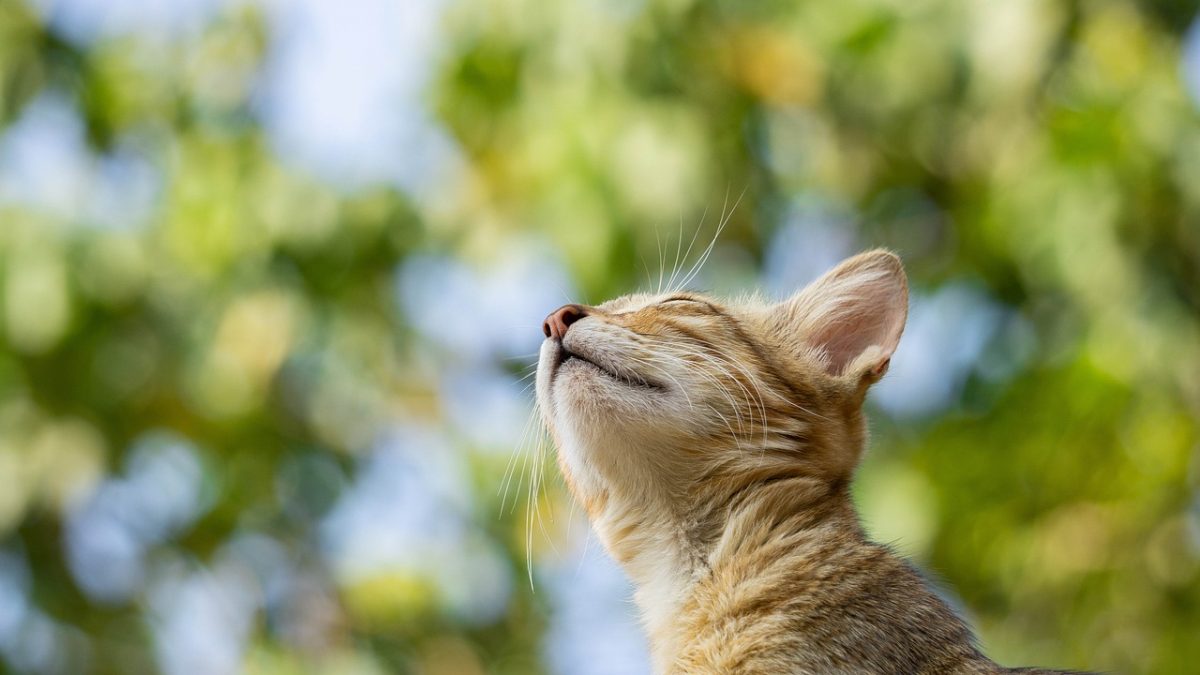 Waarom katten scheetjes laten