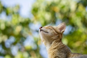 Waarom katten scheetjes laten