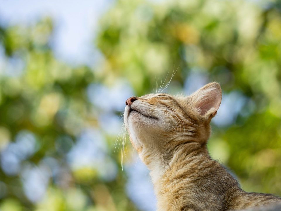 Waarom katten scheetjes laten