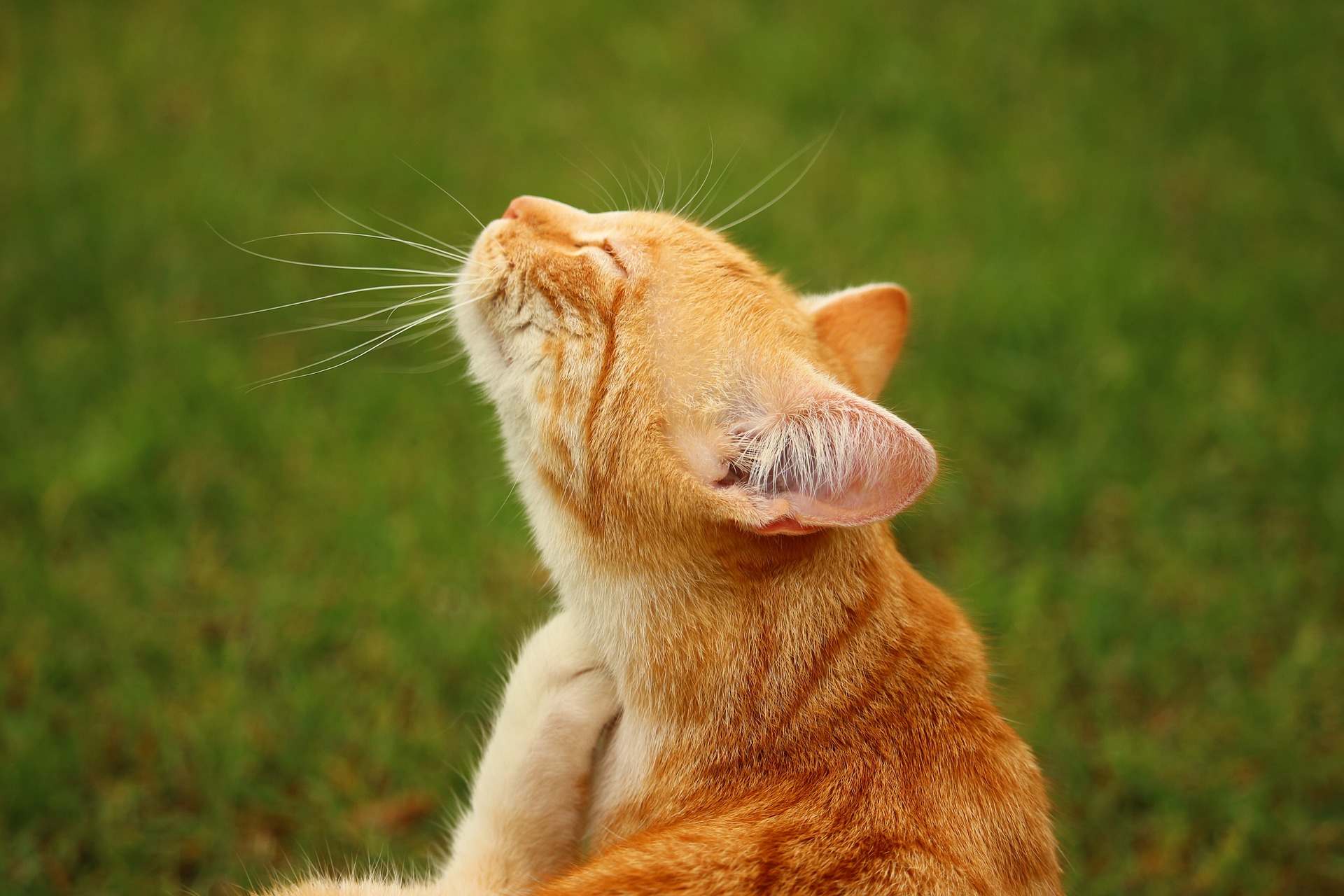 Wat zijn haarballen bij katten en hoe ze te voorkomen
