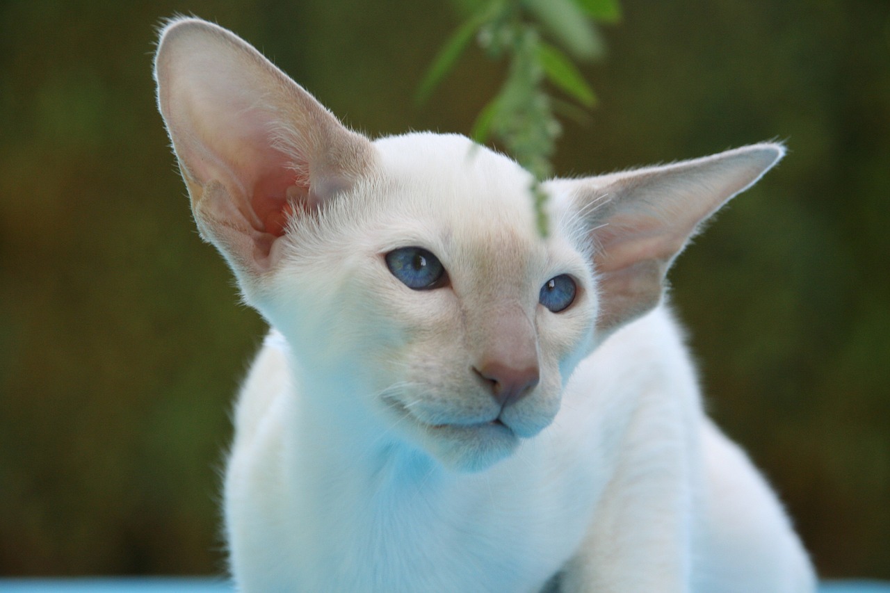 Foreign White kat