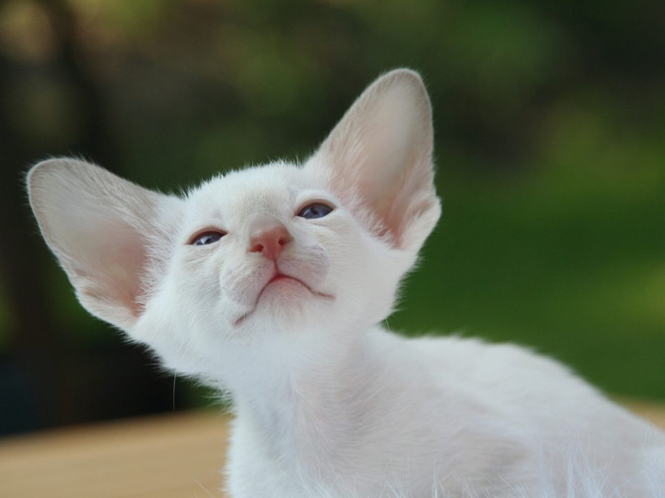 Kattenrassen met foto en - De Nieuwe kat