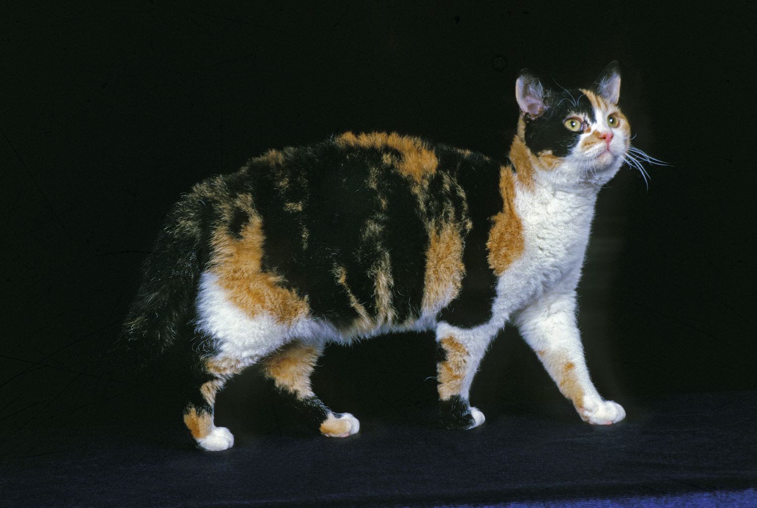 Amerikaans Draadhaar kat of American Wirehair Depositphotos_346290184_S