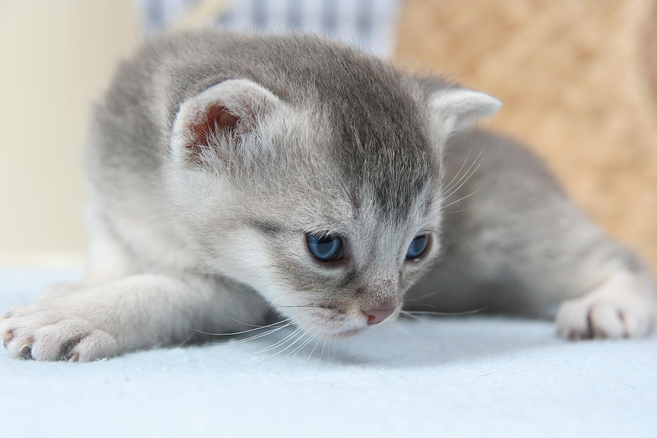 Australian Mist kitten