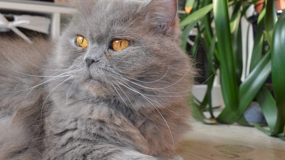 Britse langhaar - Britse langhaar british longhair cat gfdb461401 1280
