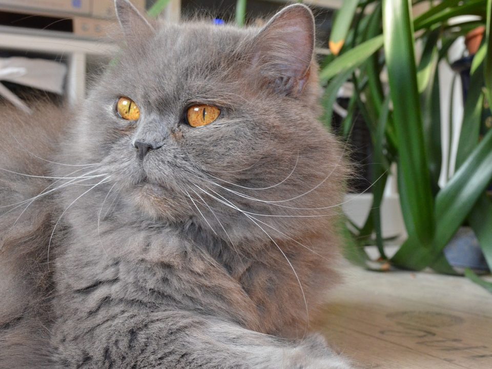 Britse langhaar - Britse langhaar british longhair cat gfdb461401 1280