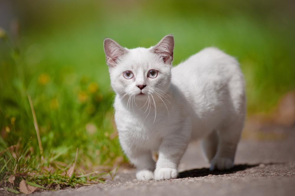 Begeleiden een beetje poll Munchkin kat - Prijs, karakter, verzorging - De Nieuwe kat