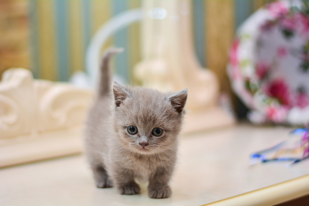 Munchkin kitten Depositphotos_207453322_S