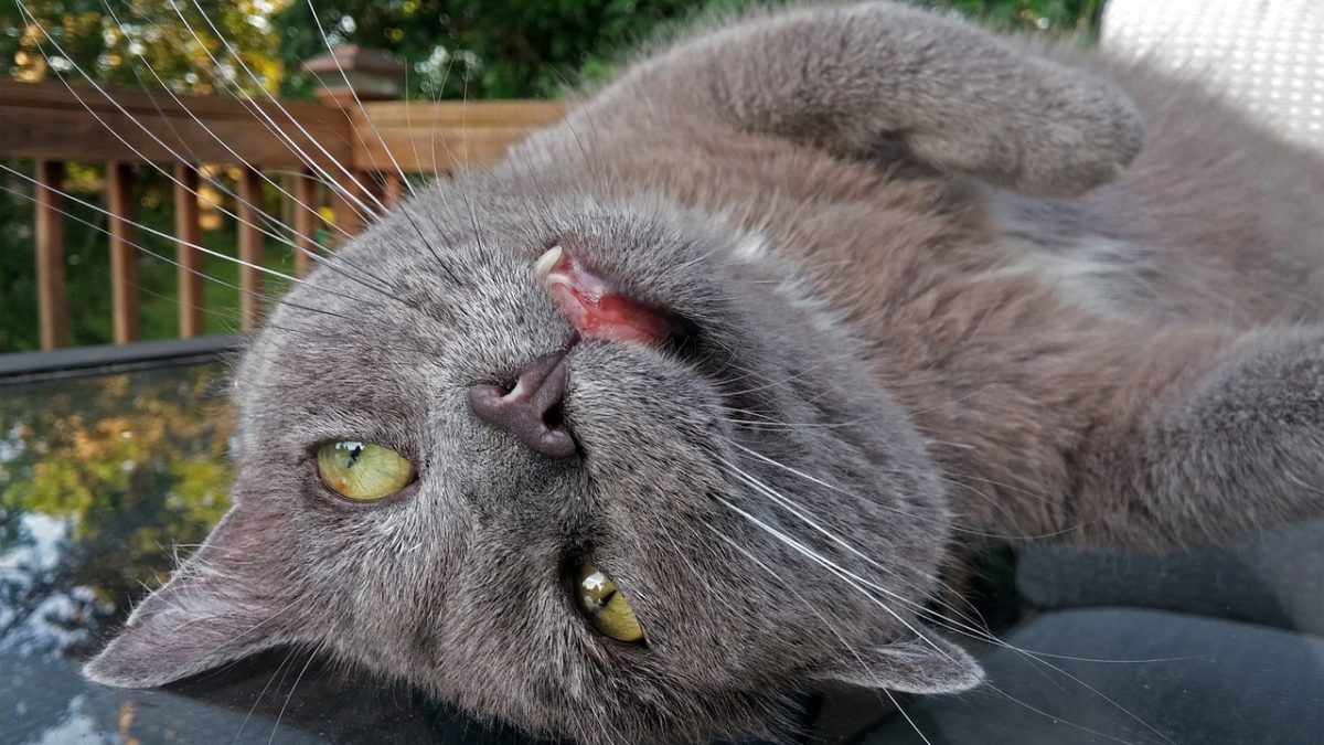 Vreemde gewoonten van katten begrijpen