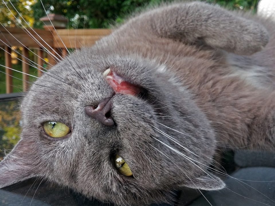 Vreemde gewoonten van katten begrijpen