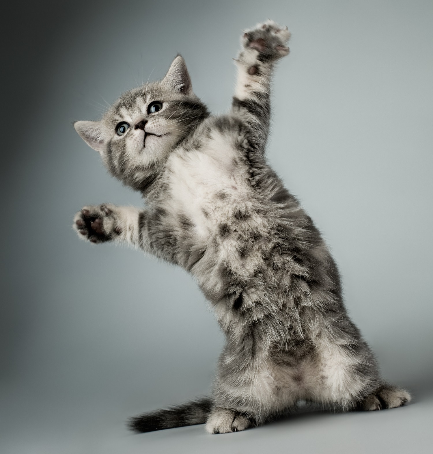 3 veel voorkomende fouten bij het trainen van katten Depositphotos_8221076_S