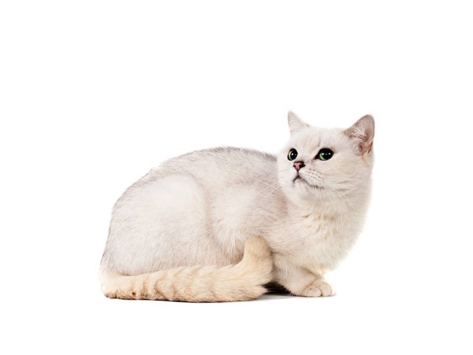 Burmilla kat Depositphotos_175675360_S