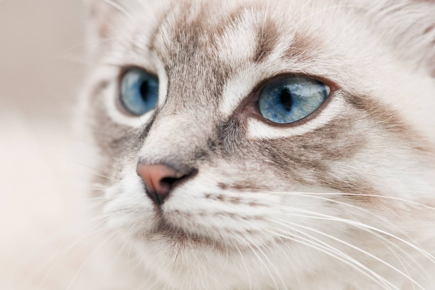 Afgeschaft maagpijn Gaan wandelen Ojos Azules kat - De Nieuwe kat