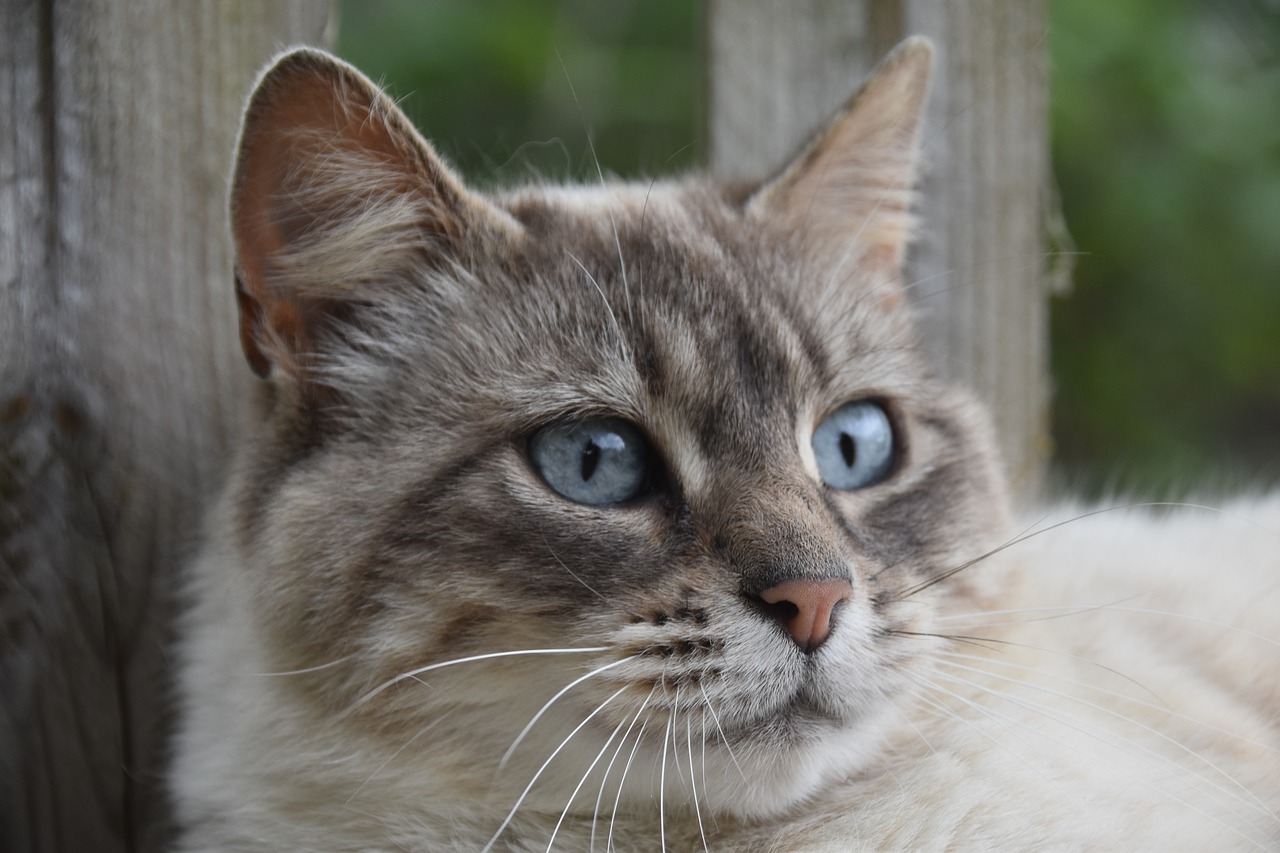 vice versa lijden stropdas Ojos Azules kat - De Nieuwe kat