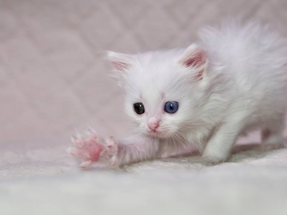 Een nieuwe kat in huis? Dit moet je eerst regelen 1 Khao Manee Depositphotos_355742608_S