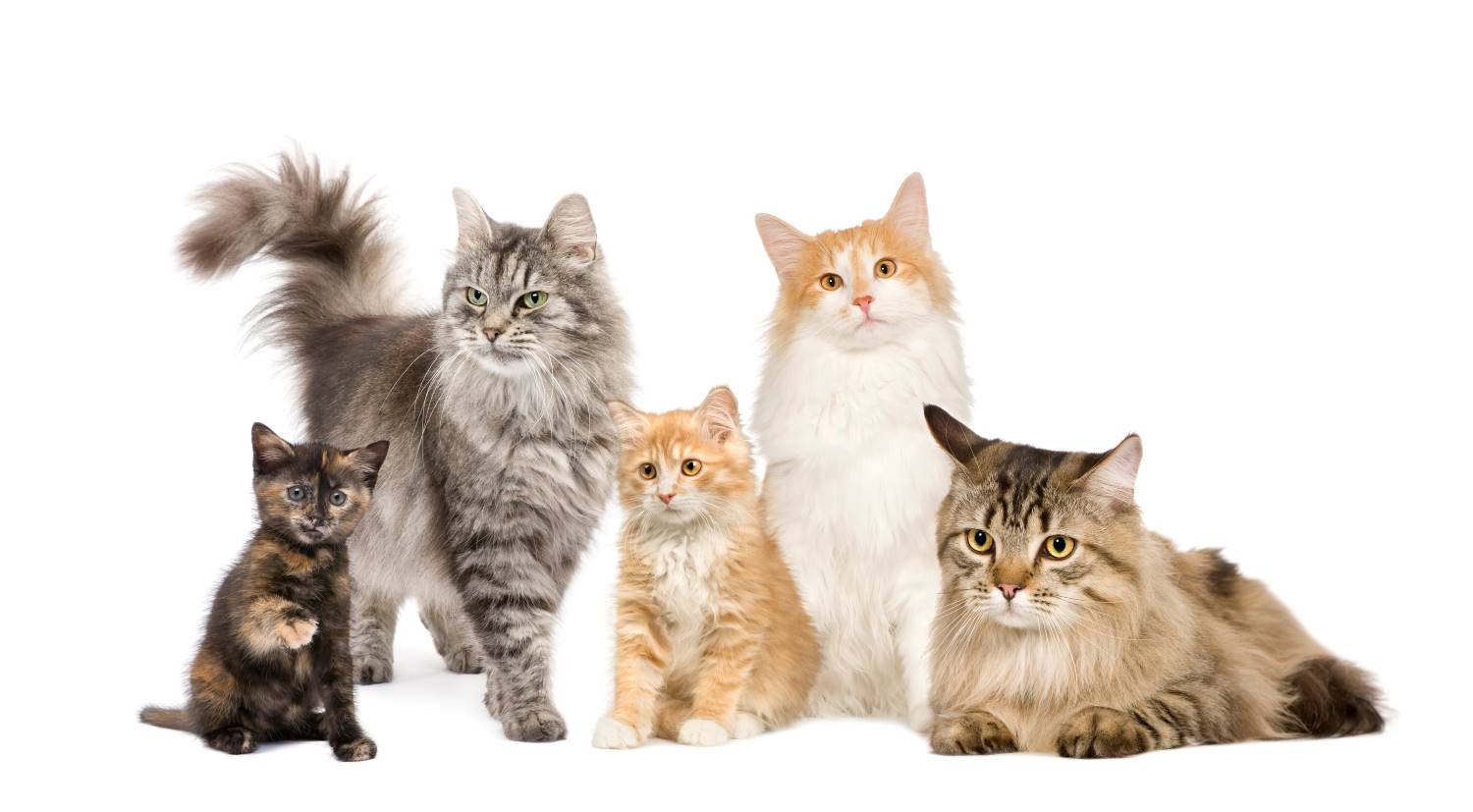 10 redenen waarom katten de beste huisdieren zijn