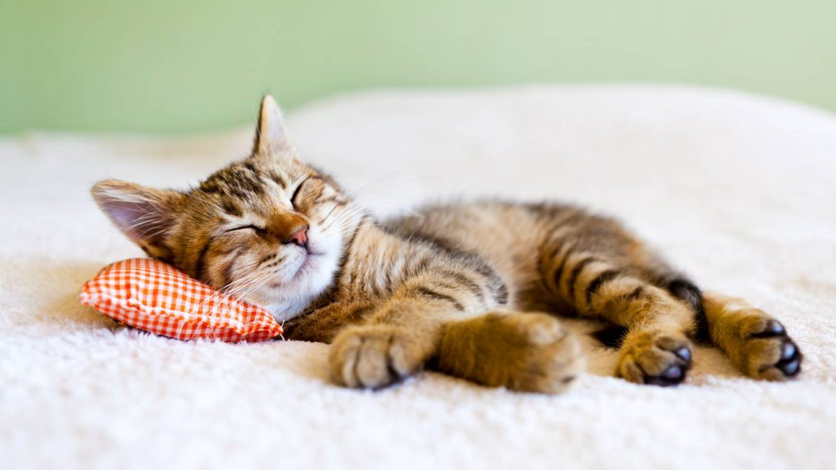 10 redenen waarom katten de beste huisdieren zijn