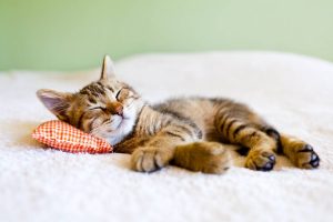 10 redenen waarom katten de beste huisdieren zijn