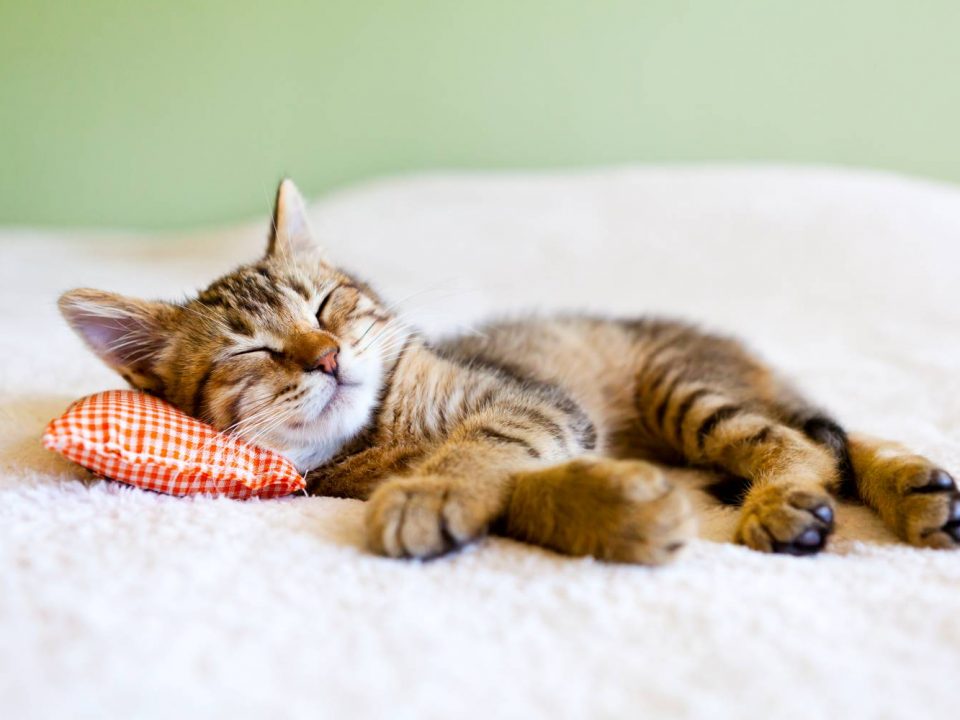 10 redenen waarom katten de beste huisdieren zijn