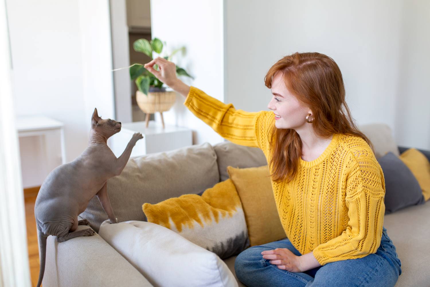 7 manieren om je kat te vermaken als je niet thuis bent