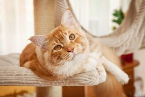 7 manieren om je kat te vermaken als je niet thuis bent