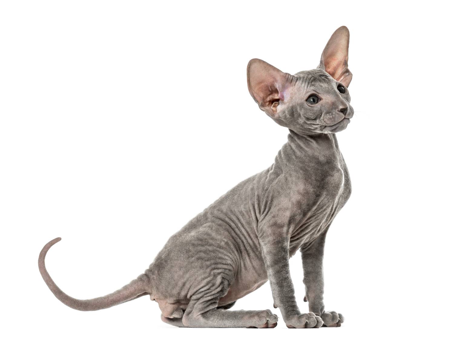 peterbald kat Depositphotos_176488686_S