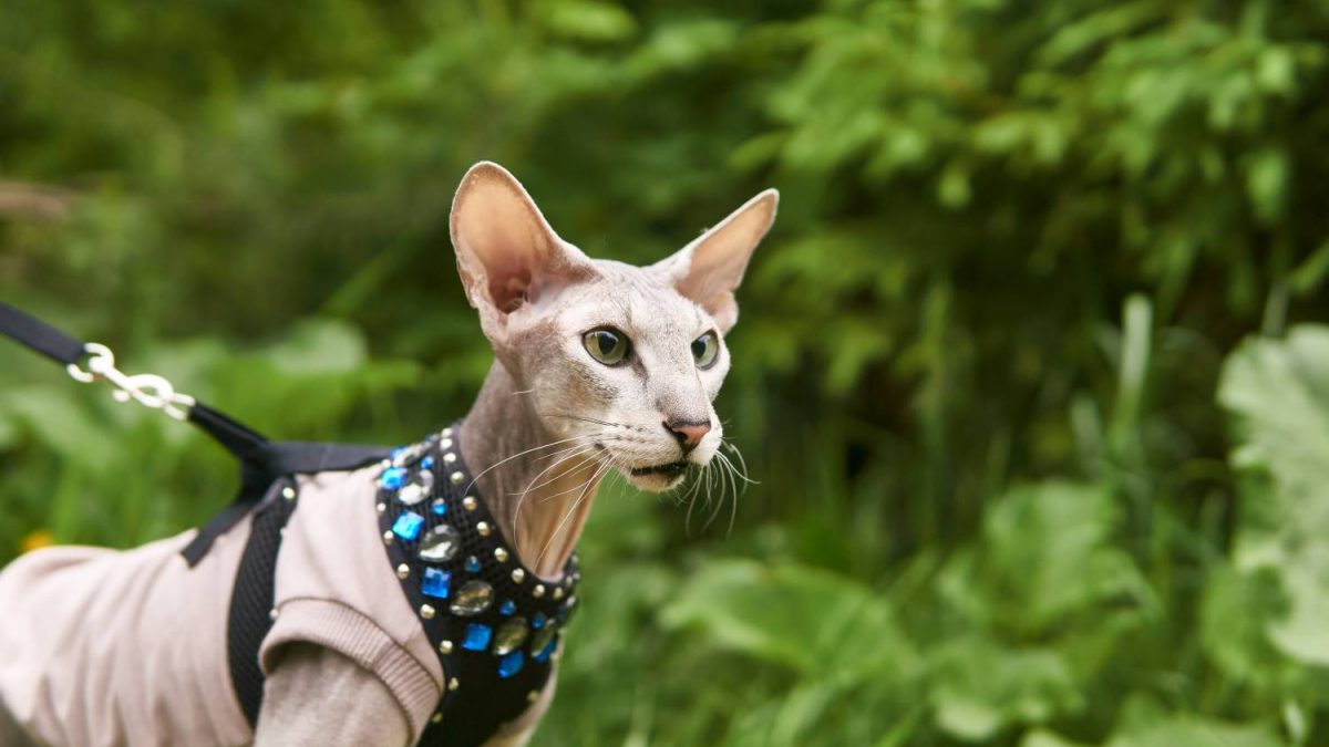 peterbald kat Depositphotos_475463838_S