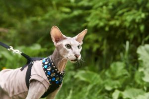 peterbald kat Depositphotos_475463838_S