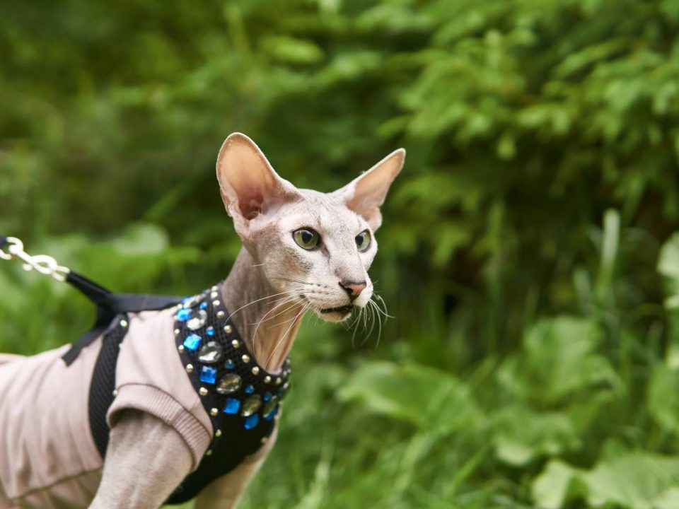 peterbald kat Depositphotos_475463838_S