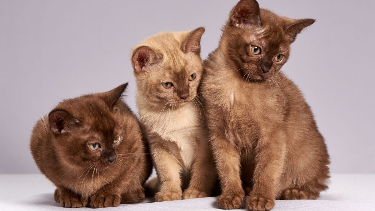 Uitbreiding populaire katten site naar Nederland