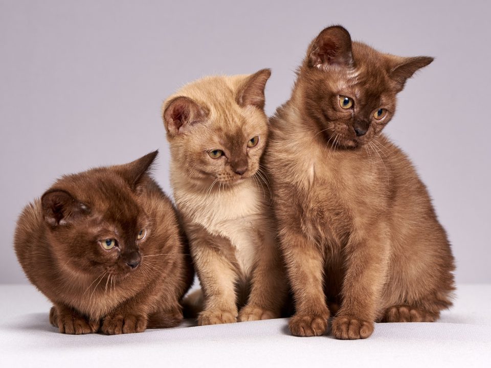 Uitbreiding populaire katten site naar Nederland