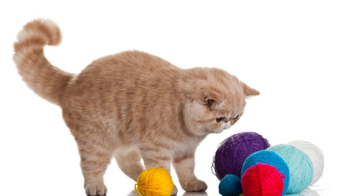 De onmisbare essentials voor een gelukkige huisdier omgeving - Exotic Shorthair Depositphotos 23899501 S