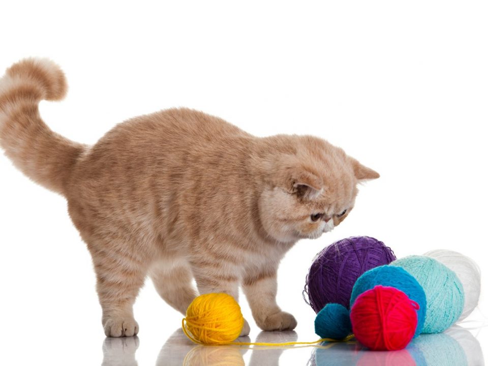 De onmisbare essentials voor een gelukkige huisdier omgeving - Exotic Shorthair Depositphotos 23899501 S