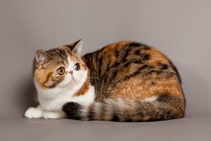 Exotic Shorthair Depositphotos_25902171_S