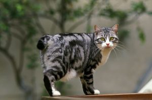 Japanse Bobtail Depositphotos_346303008_S