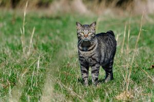 Manx Depositphotos_87416024_S