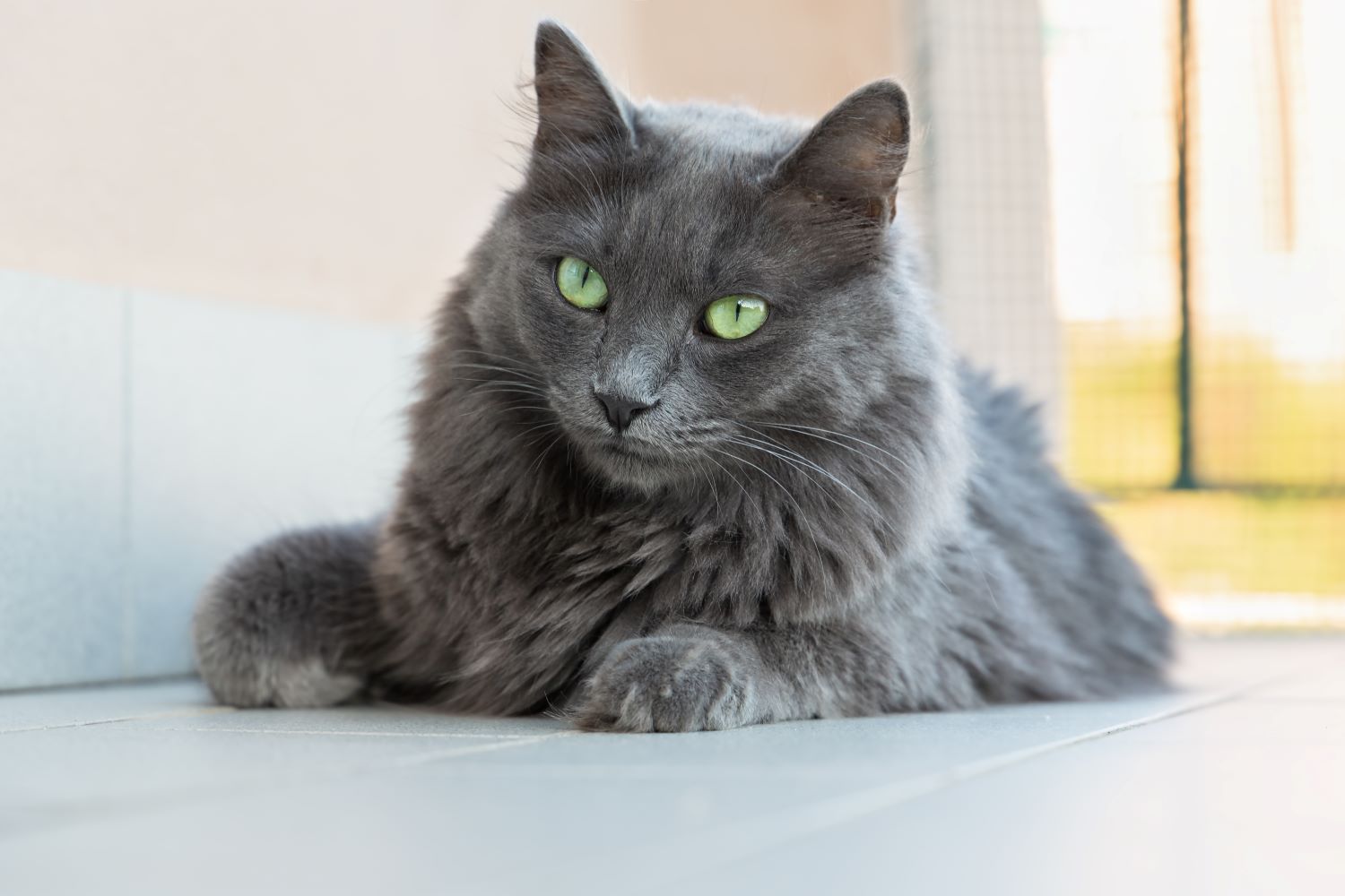 Nebelung Depositphotos_297471906_S