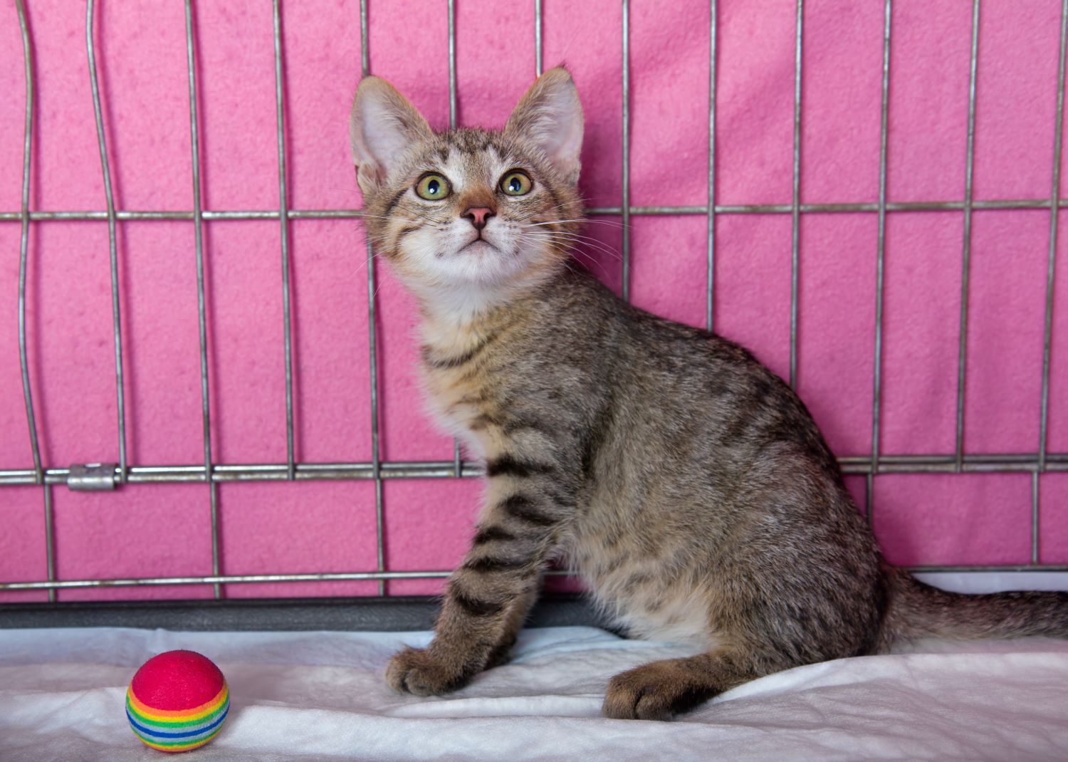 Katje adopteren