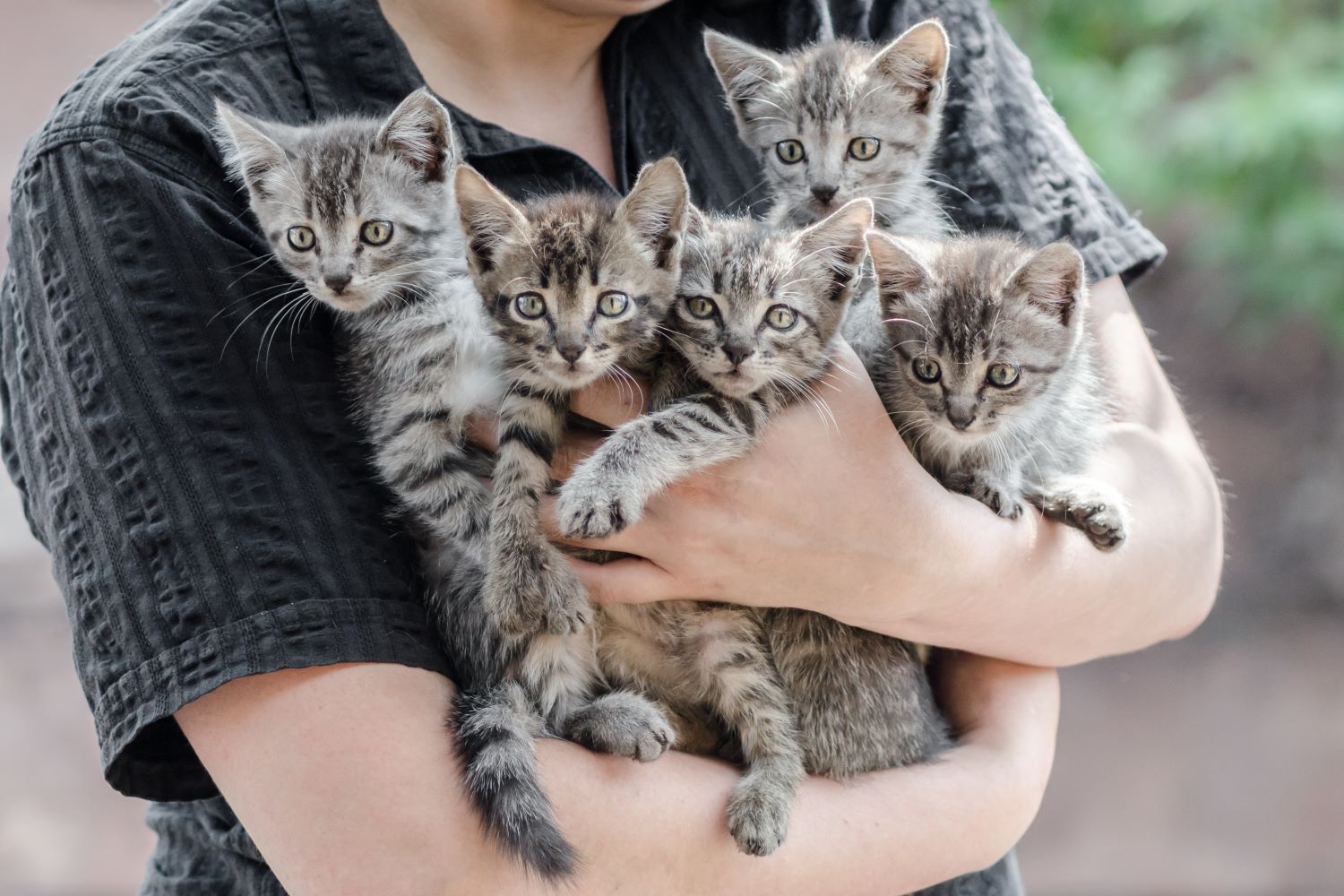 Katje adopteren - Hoe het perfecte kitten vinden