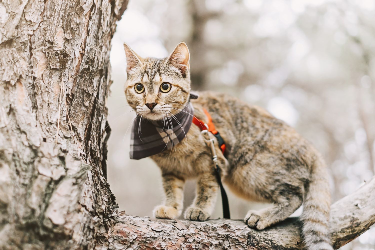 Wandelen met je Kat