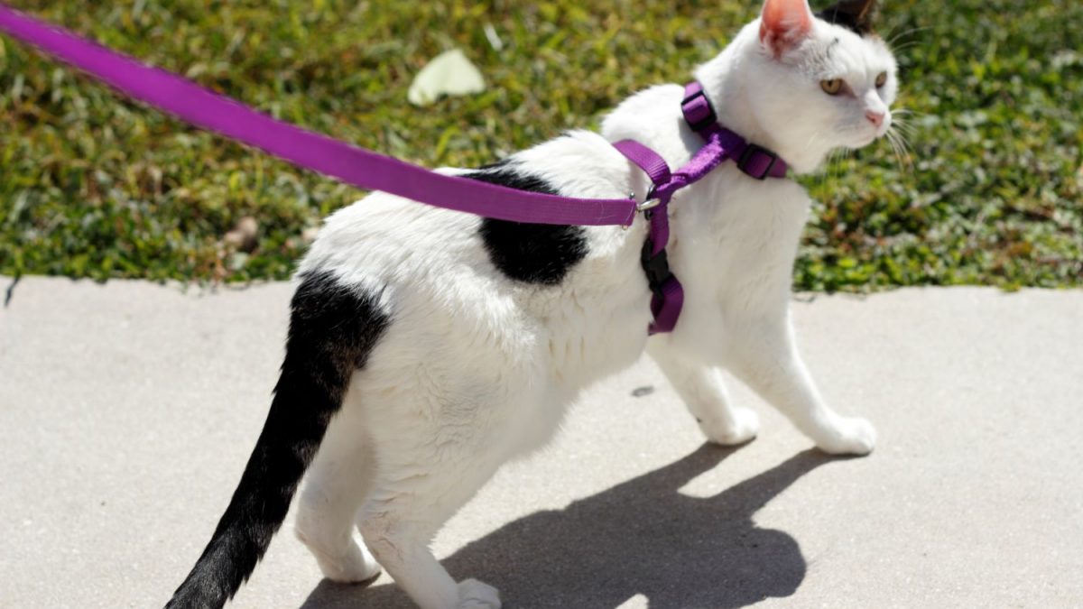 Wandelen met je Kat