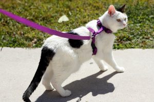 Wandelen met je Kat