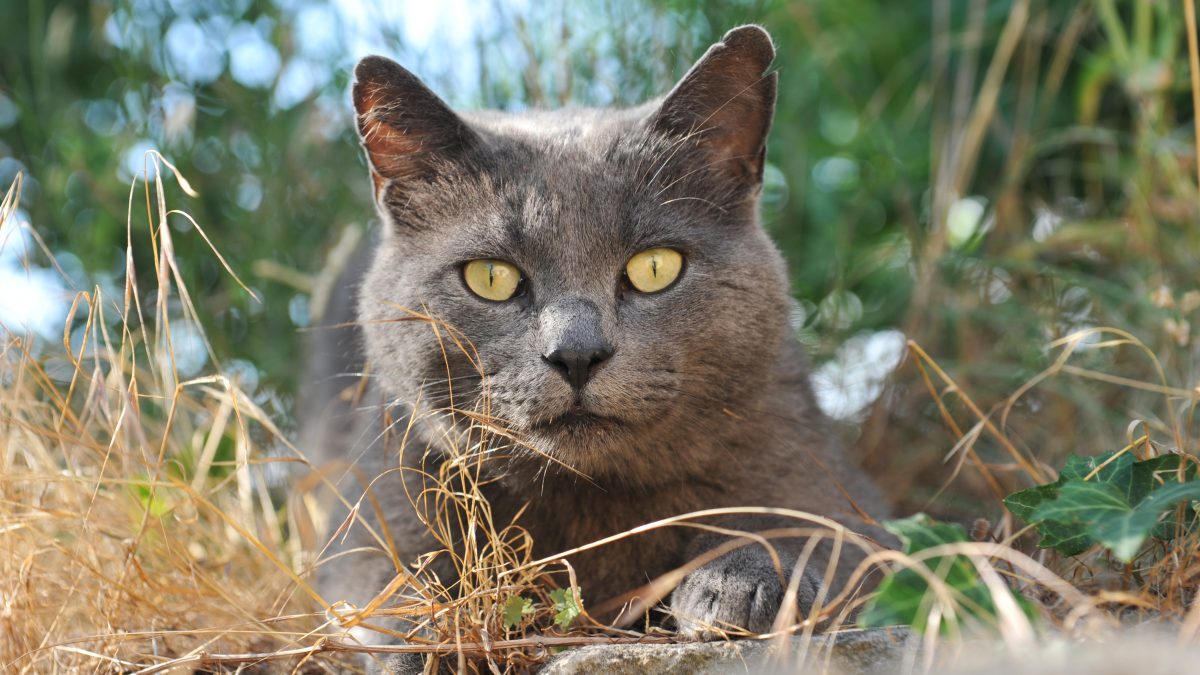 Kunnen binnenkatten vlooien krijgen