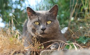 Kunnen binnenkatten vlooien krijgen