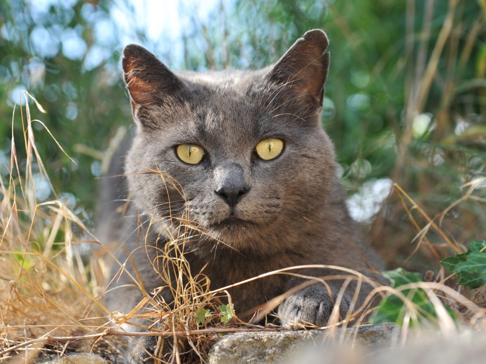 Kunnen binnenkatten vlooien krijgen